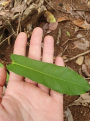 Cissus oblonga