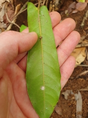 Cissus oblonga