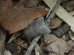 Acleris hispidana