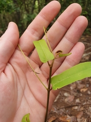 Cissus oblonga
