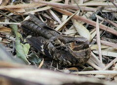 Nyctidromus albicollis