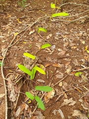 Cissus oblonga