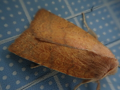 Jodia sericea