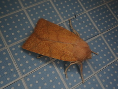 Jodia sericea
