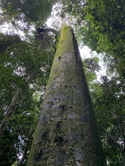 Ceiba speciosa