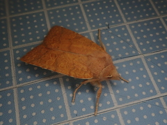 Jodia sericea