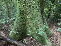 Ceiba speciosa