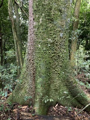 Ceiba speciosa