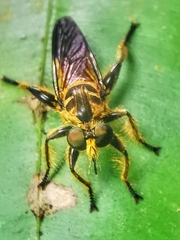 Laphriini