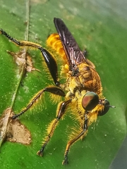 Laphriini