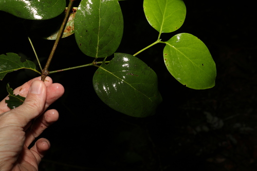 Image of Psydrax lamprophyllus by (c) Greg Tasney, some rights reserved (CC BY-SA)