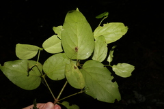 Psydrax lamprophylla