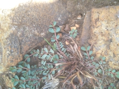 Euphorbia inaequilatera