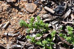 Salsola komarovii