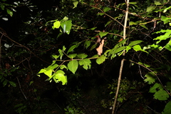 Psydrax lamprophylla