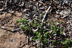 Salsola komarovii