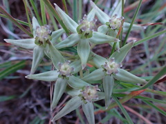 Asclepias gibba