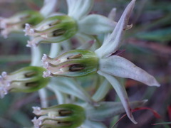 Asclepias gibba