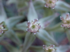 Asclepias gibba