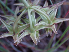 Asclepias gibba