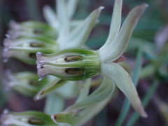 Asclepias gibba