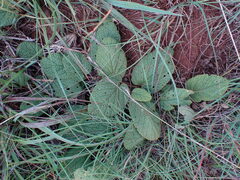 Hermannia transvaalensis