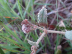 Hermannia transvaalensis