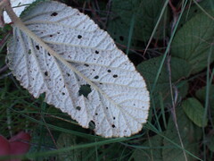 Hermannia transvaalensis