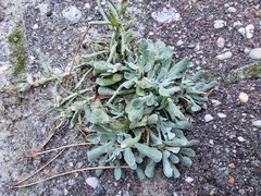 Helichrysum luteoalbum