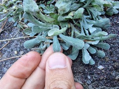 Helichrysum luteoalbum