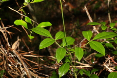 Pandorea jasminoides