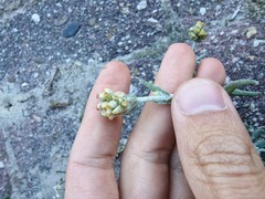 Helichrysum luteoalbum