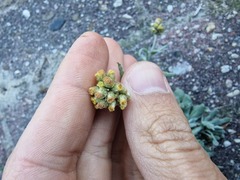 Helichrysum luteoalbum