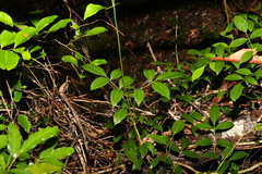 Pandorea jasminoides