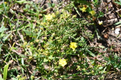 Potentilla chinensis