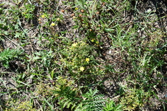 Potentilla chinensis