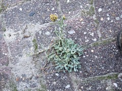 Helichrysum luteoalbum