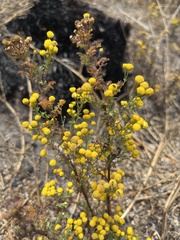 Oncosiphon suffruticosus