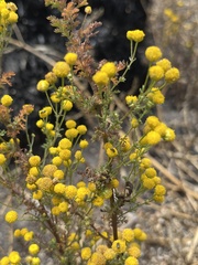 Oncosiphon suffruticosus