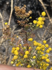 Oncosiphon suffruticosus