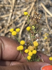 Oncosiphon suffruticosus