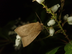 Agrocholorta nawae