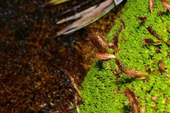 Drosera arcturi