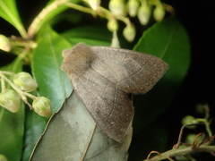 Agrocholorta nawae