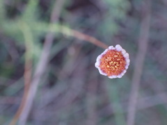 Felicia muricata