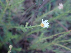 Felicia muricata