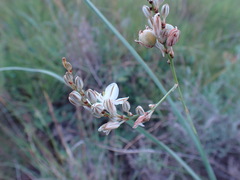 Chlorophytum fasciculatum