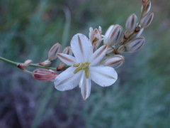 Chlorophytum fasciculatum