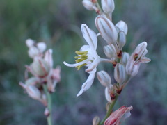 Chlorophytum fasciculatum