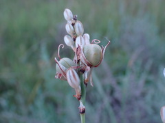 Chlorophytum fasciculatum